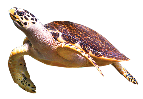 Katalog Partner 4 Office  - mořská želva